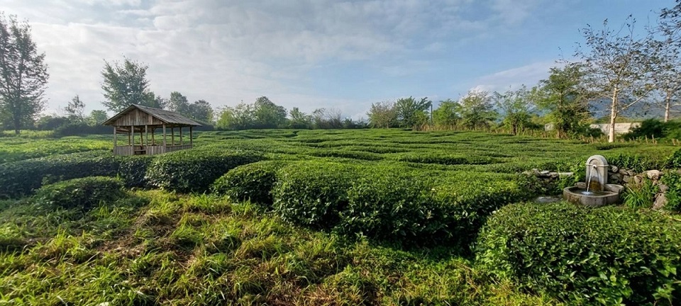 تصویر